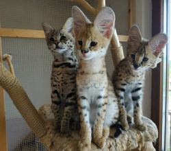 Anak Kucing Savannah (F4 dan F5)