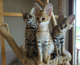 Anak Kucing Savannah (F4 dan F5)