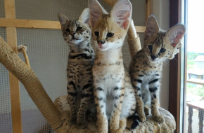 Anak Kucing Savannah (F4 dan F5)