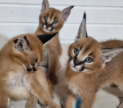 Anak Kucing Serval dan Caracal Tersedia