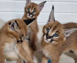 Anak Kucing Serval dan Caracal Tersedia
