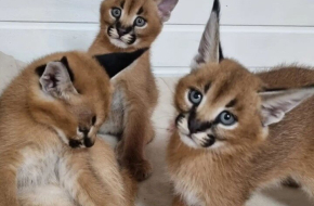 Anak Kucing Serval dan Caracal Tersedia